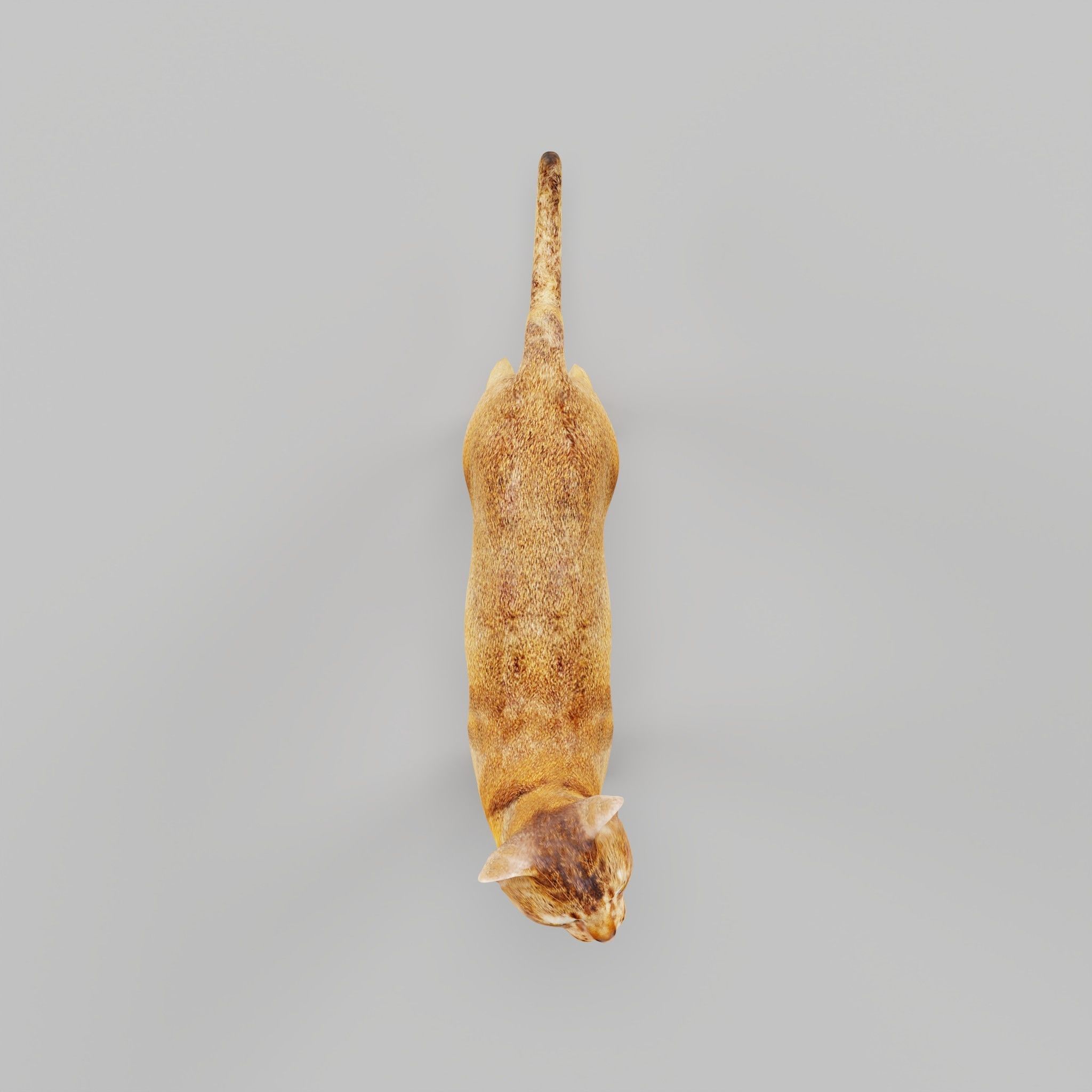 Abyssinian Cat 3D model_13