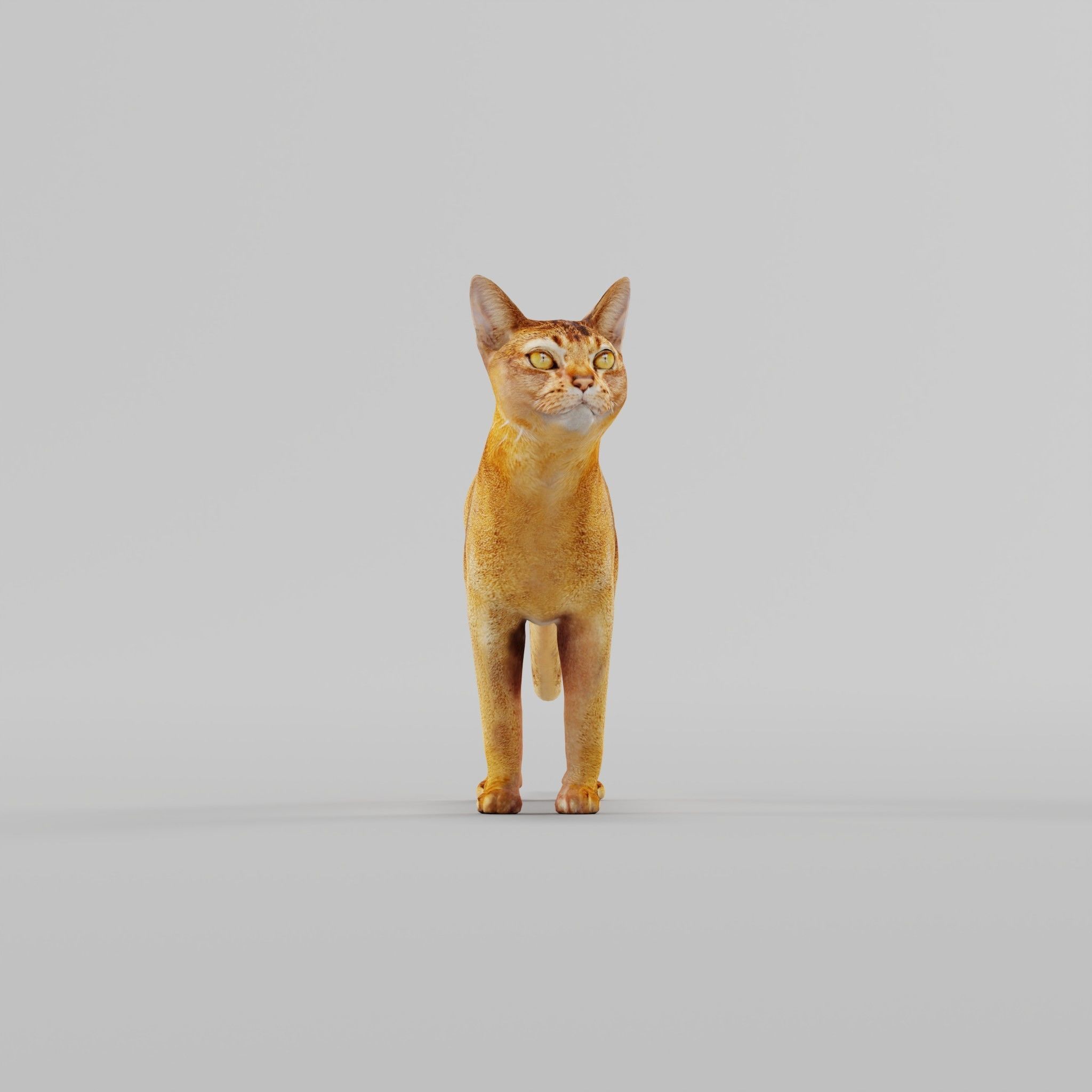 Abyssinian Cat 3D model_14