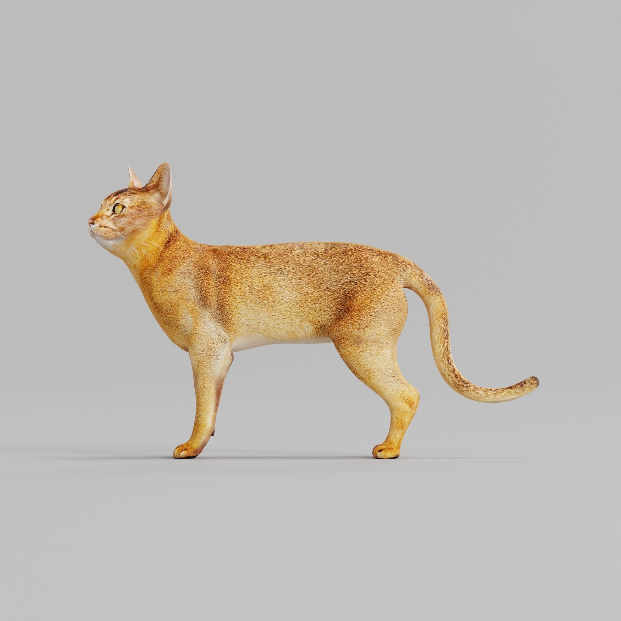 Abyssinian Cat 3D model_15