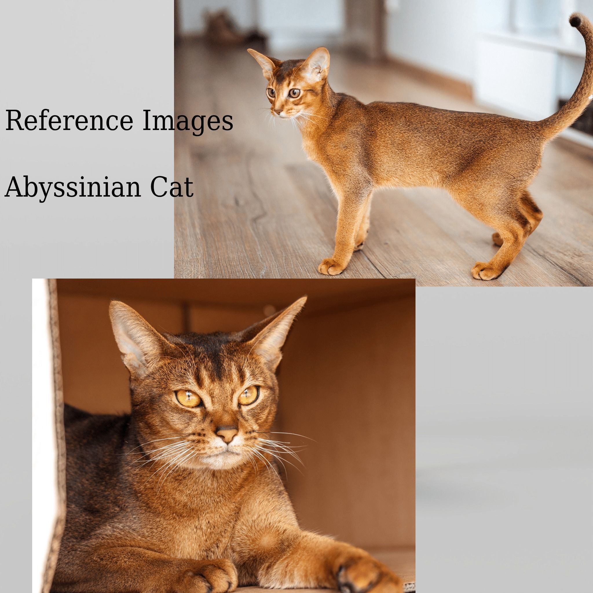 Abyssinian Cat 3D model_3