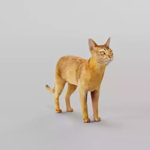 Abyssinian Cat 3D model