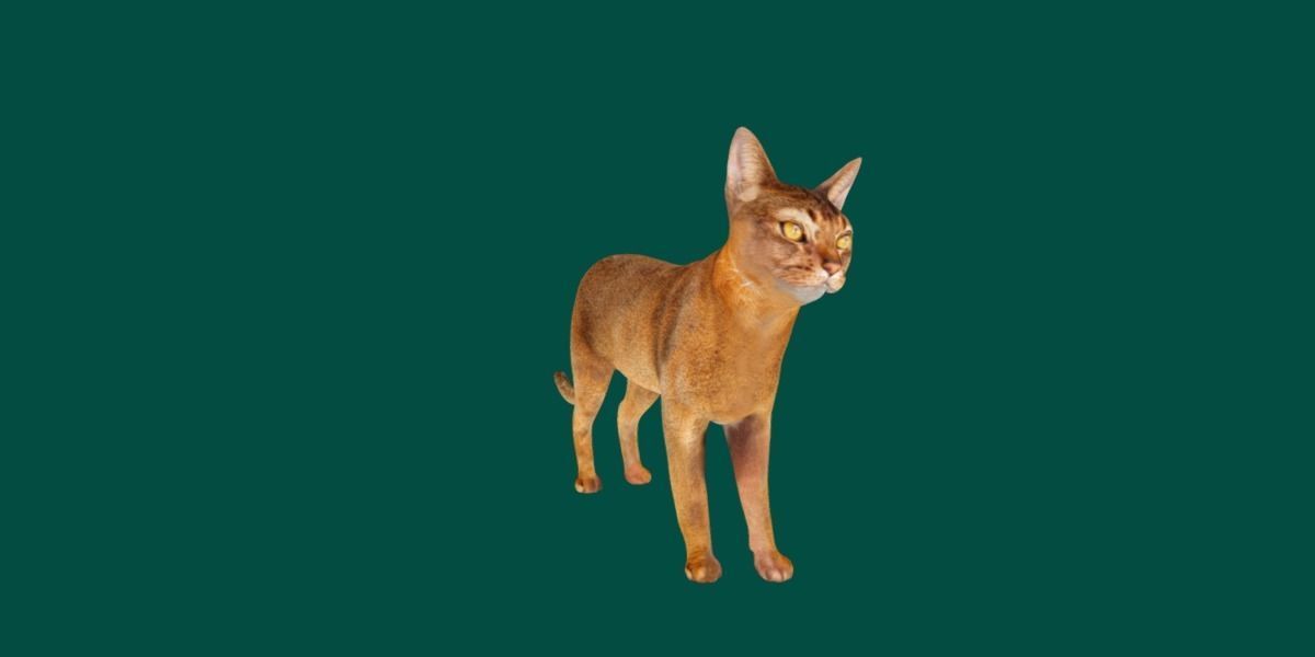 Abyssinian Cat 3D model_5