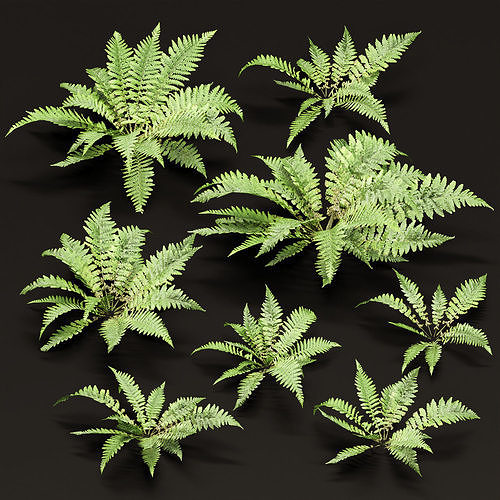 Low Poly Fern Plants Collection vol 217 Low-poly 3D model