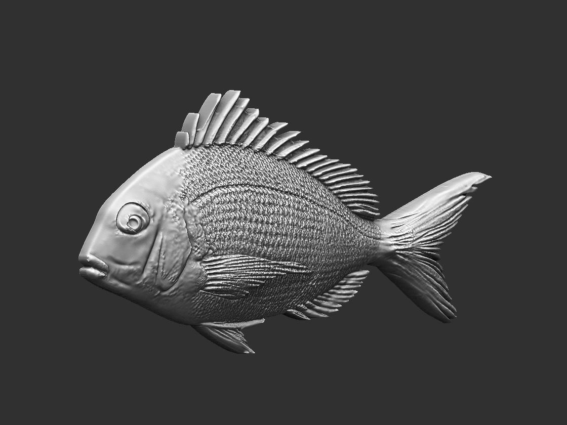 Fish Tilapia Relief 3D print model_2
