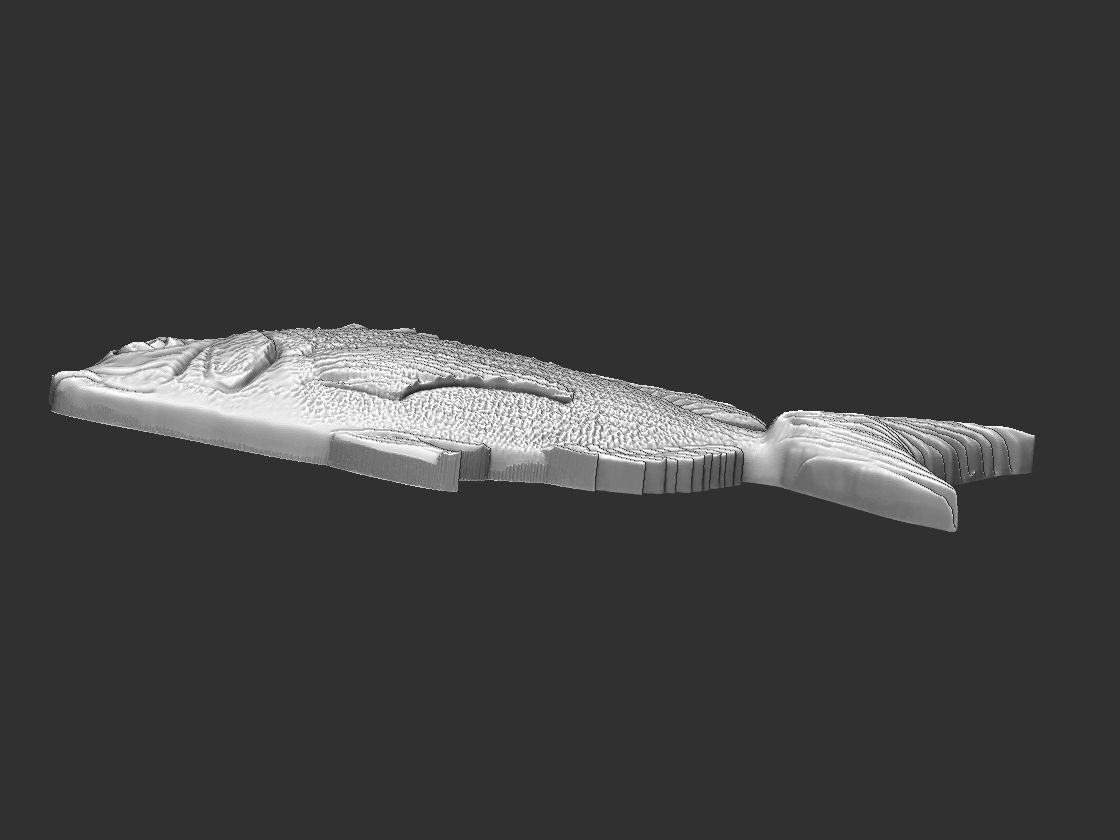 Fish Tilapia Relief 3D print model_4