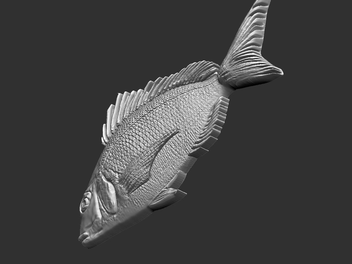 Fish Tilapia Relief 3D print model_9