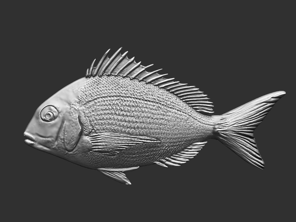 Fish Tilapia Relief 3D print model_1