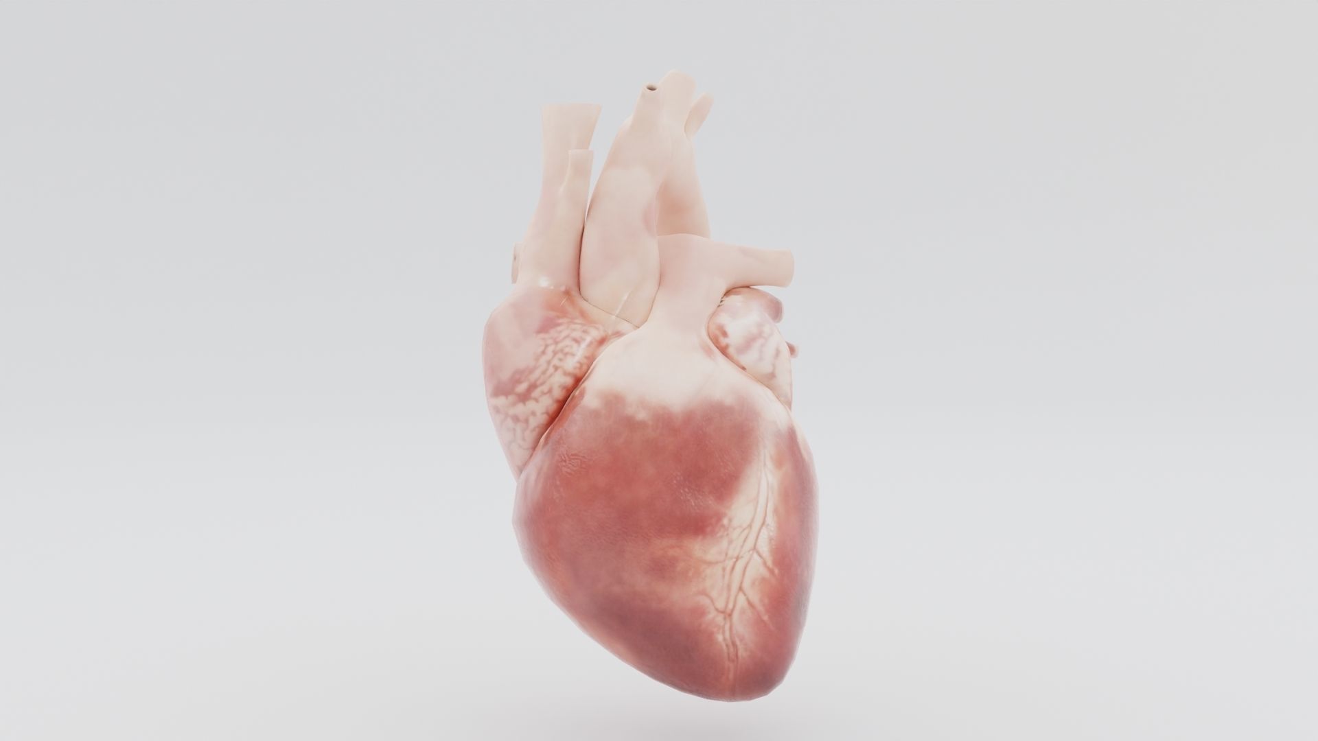 Real Low poly Human Heart Animated  Low-poly 3D model_3