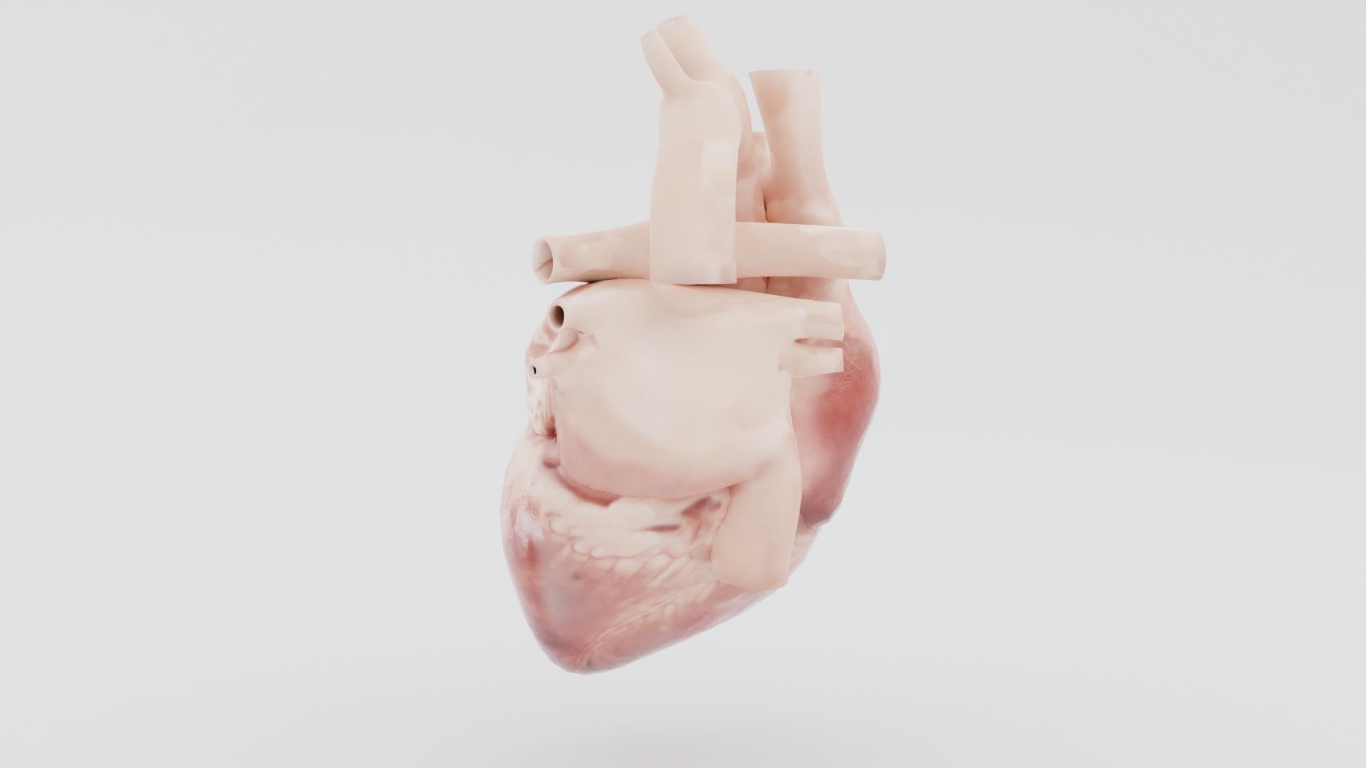 Real Low poly Human Heart Animated  Low-poly 3D model_4