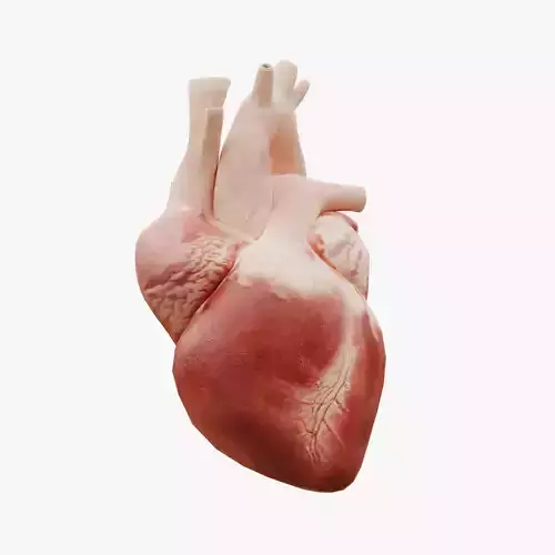 Real Low poly Human Heart Animated  Low-poly 3D model