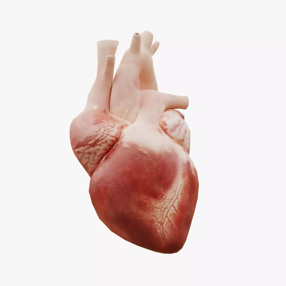 Real Low poly Human Heart Animated  Low-poly 3D model_0