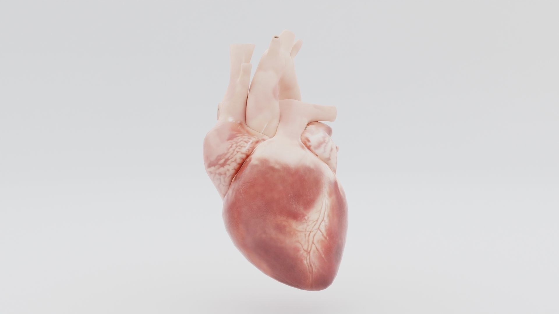 Real Low poly Human Heart Animated  Low-poly 3D model_1
