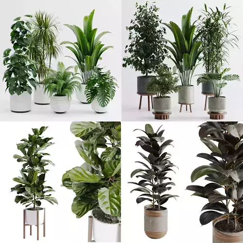 Plant collection