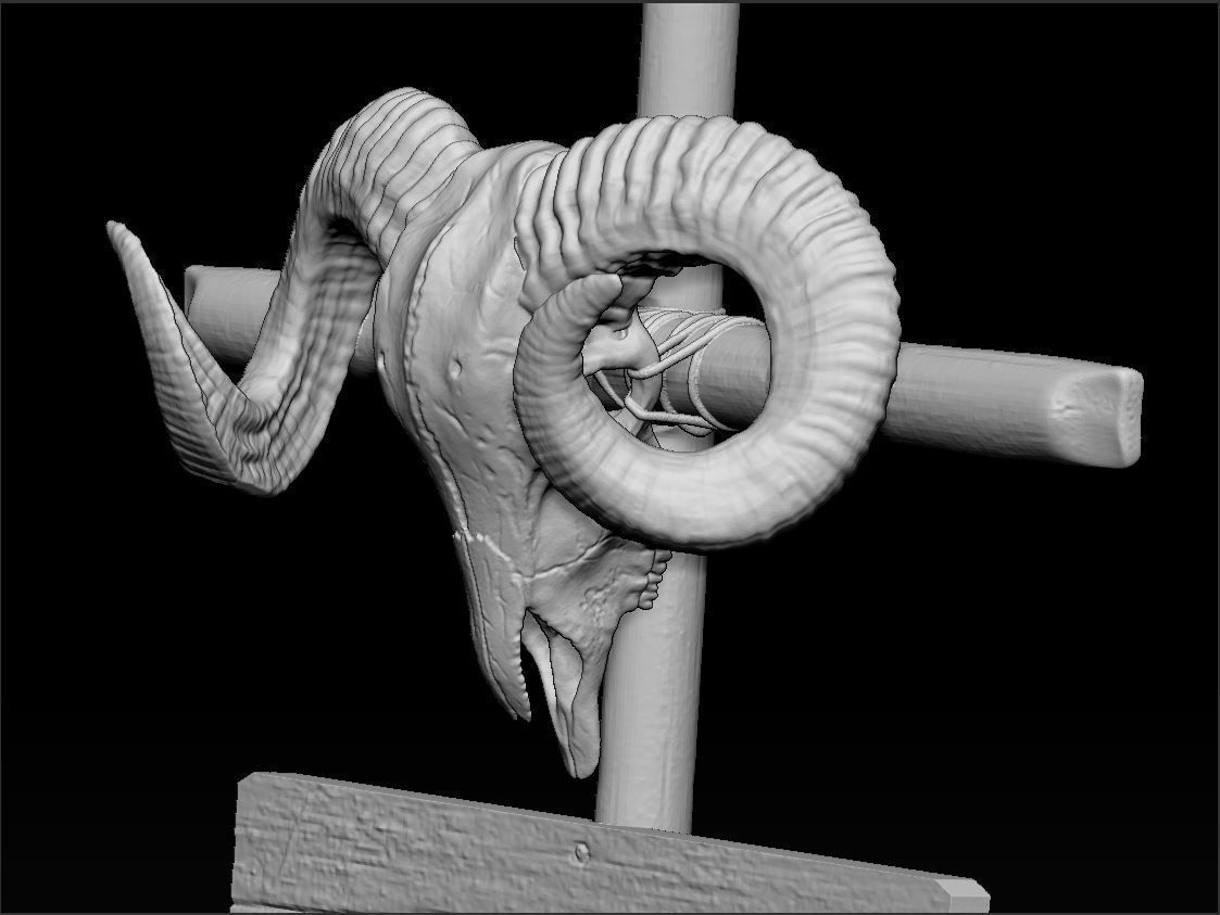 Pointer Ram Skull 3D print model_2