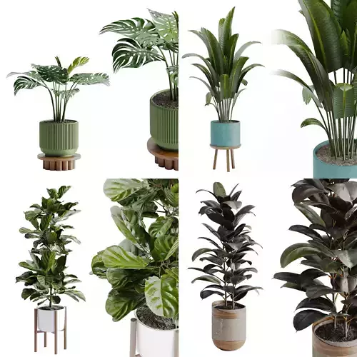 Single pot plants collection