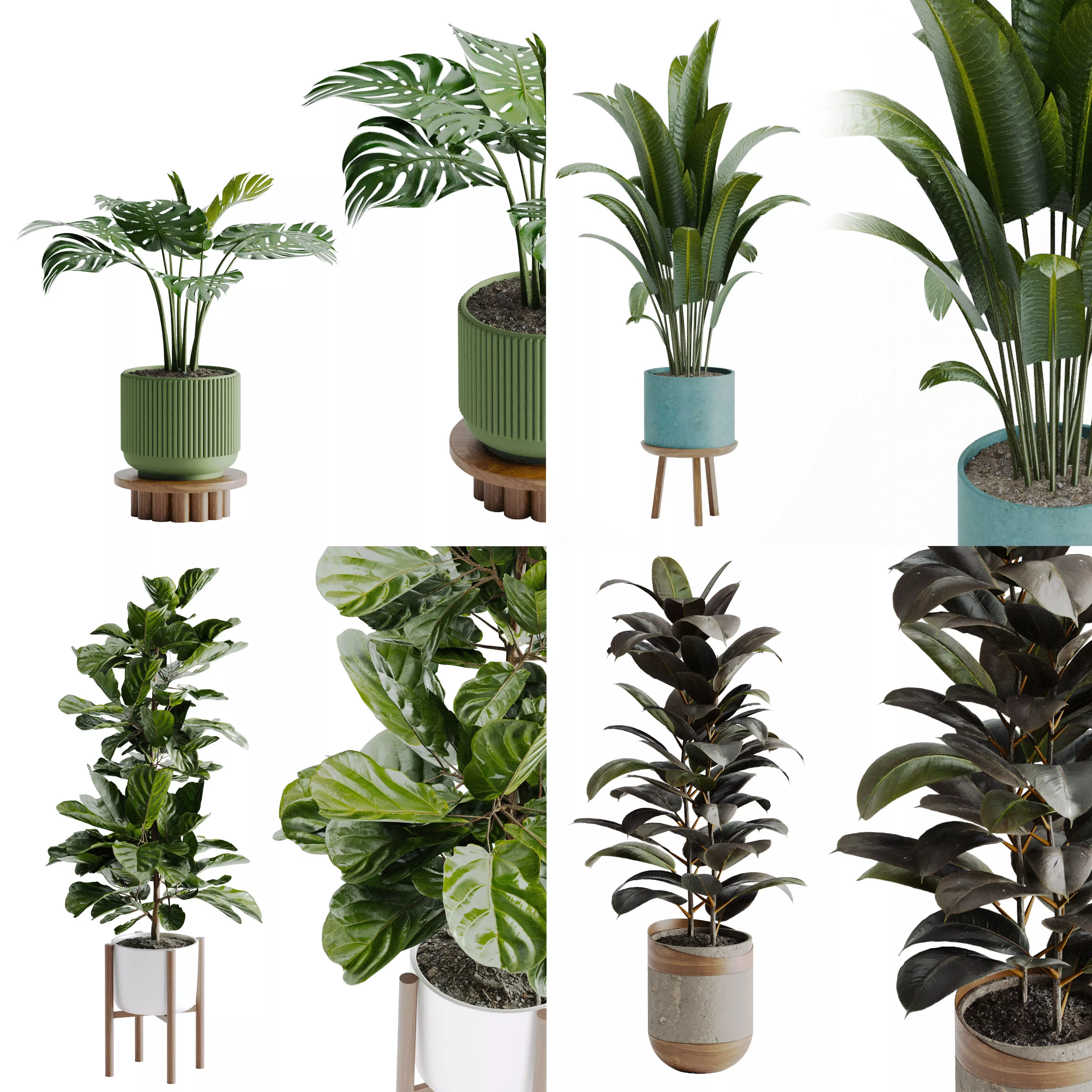 Single pot plants collection _0