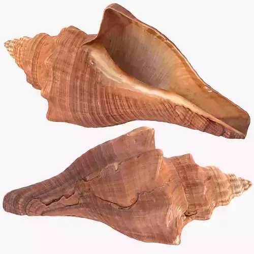 Brunneifusus carinifer Sea Shell Low-poly 3D model