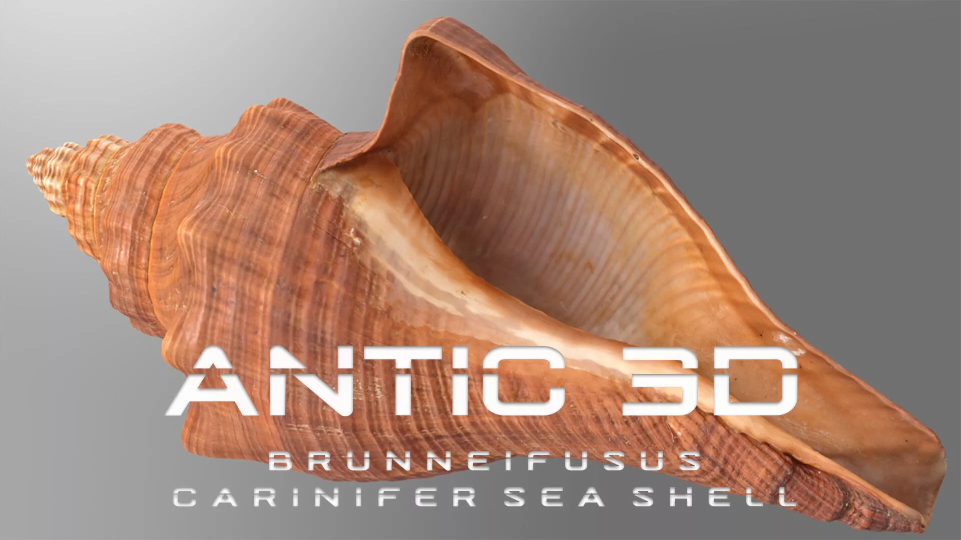 Brunneifusus carinifer Sea Shell Low-poly 3D model