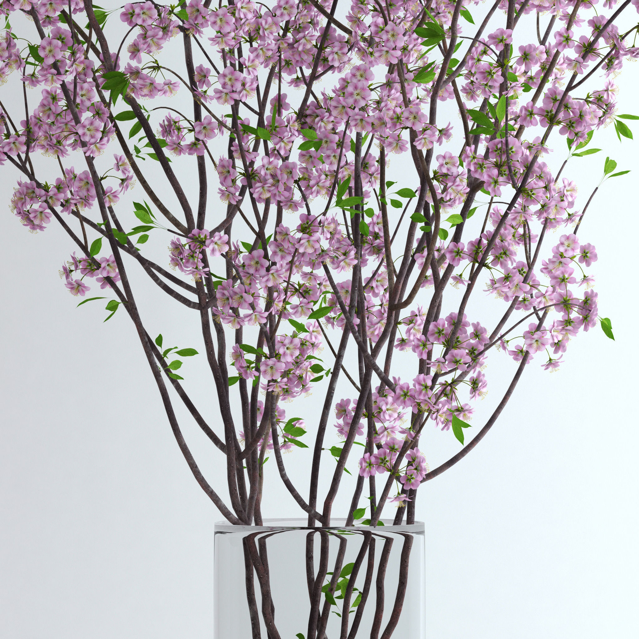 Cherry Blossom 3D model_2