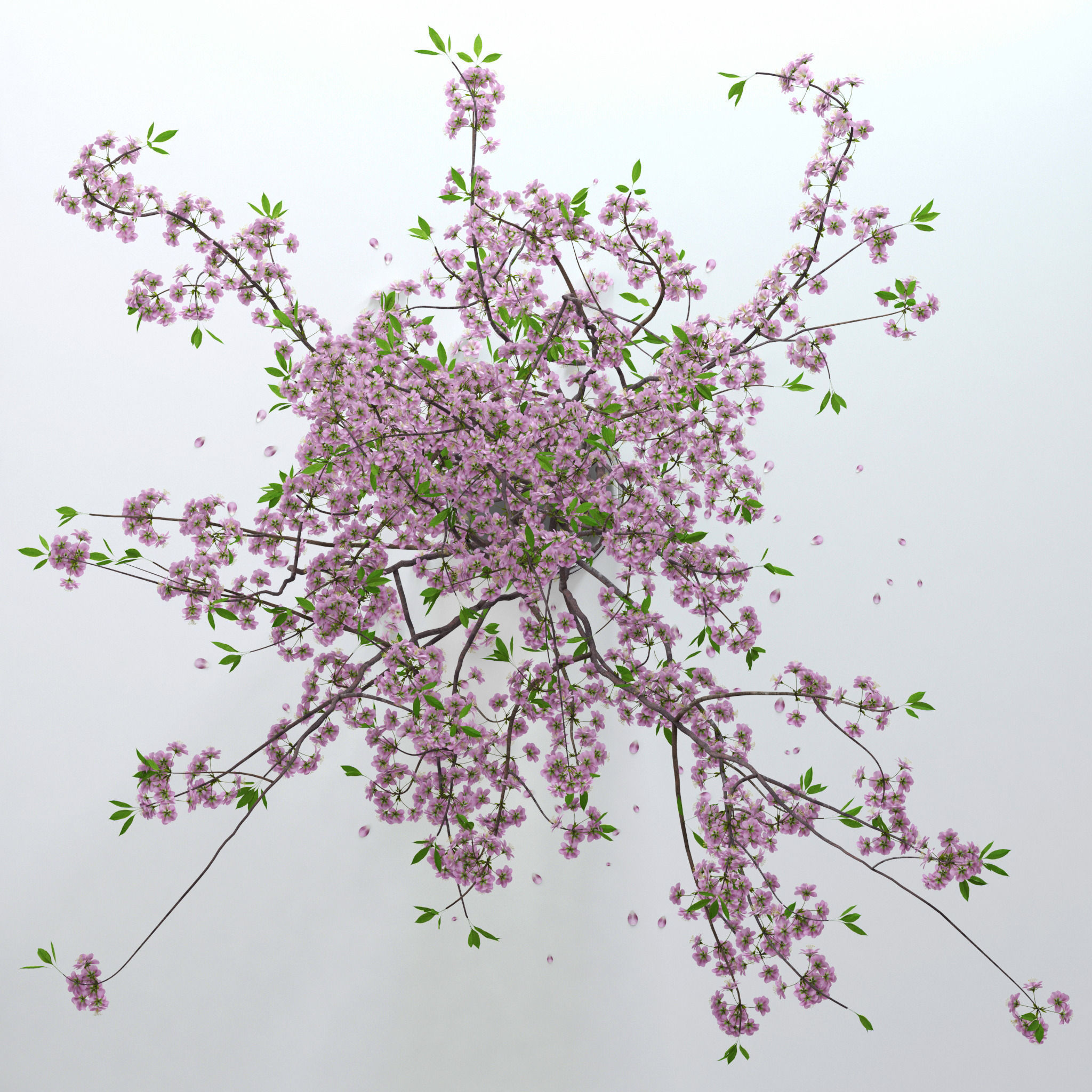 Cherry Blossom 3D model_4