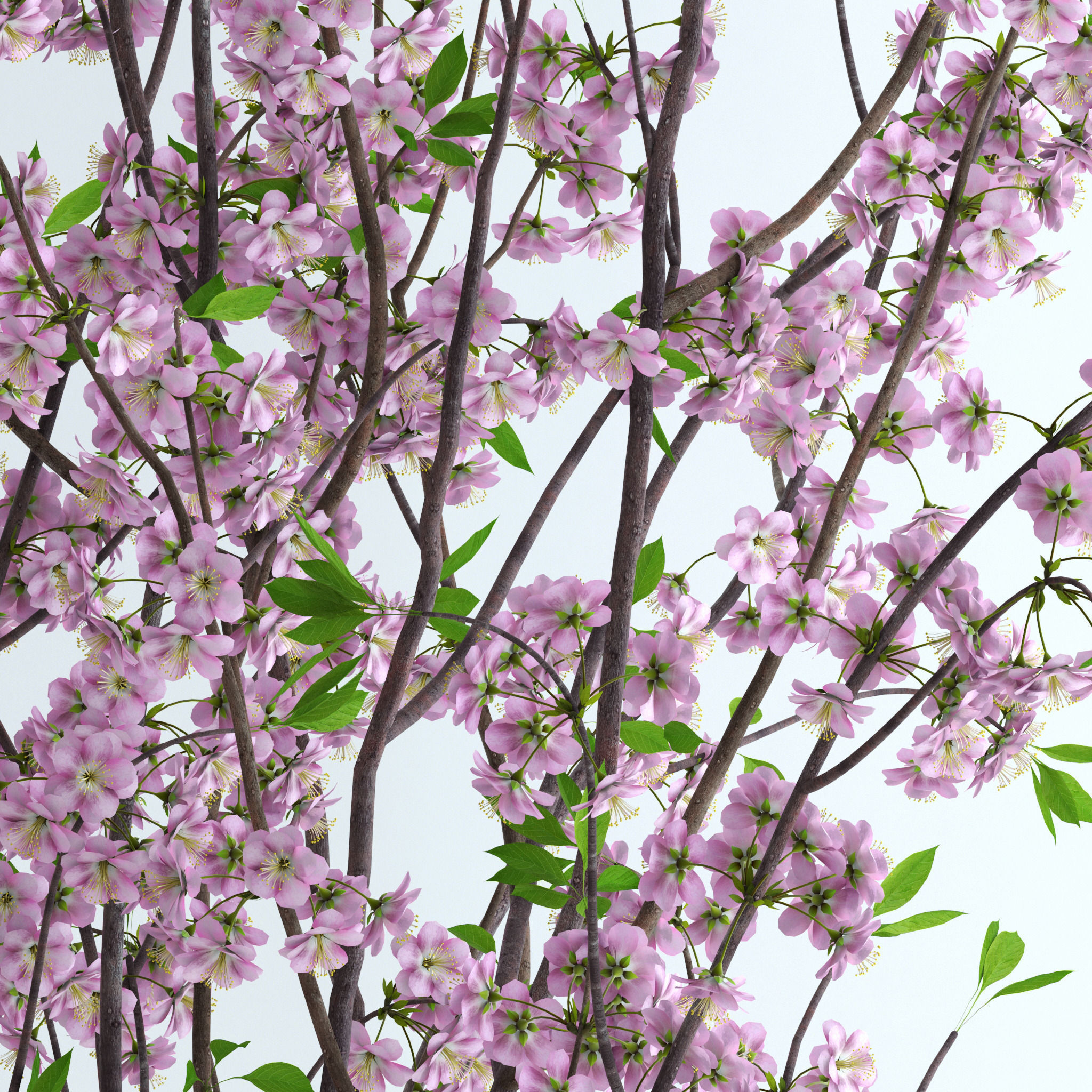 Cherry Blossom 3D model_1