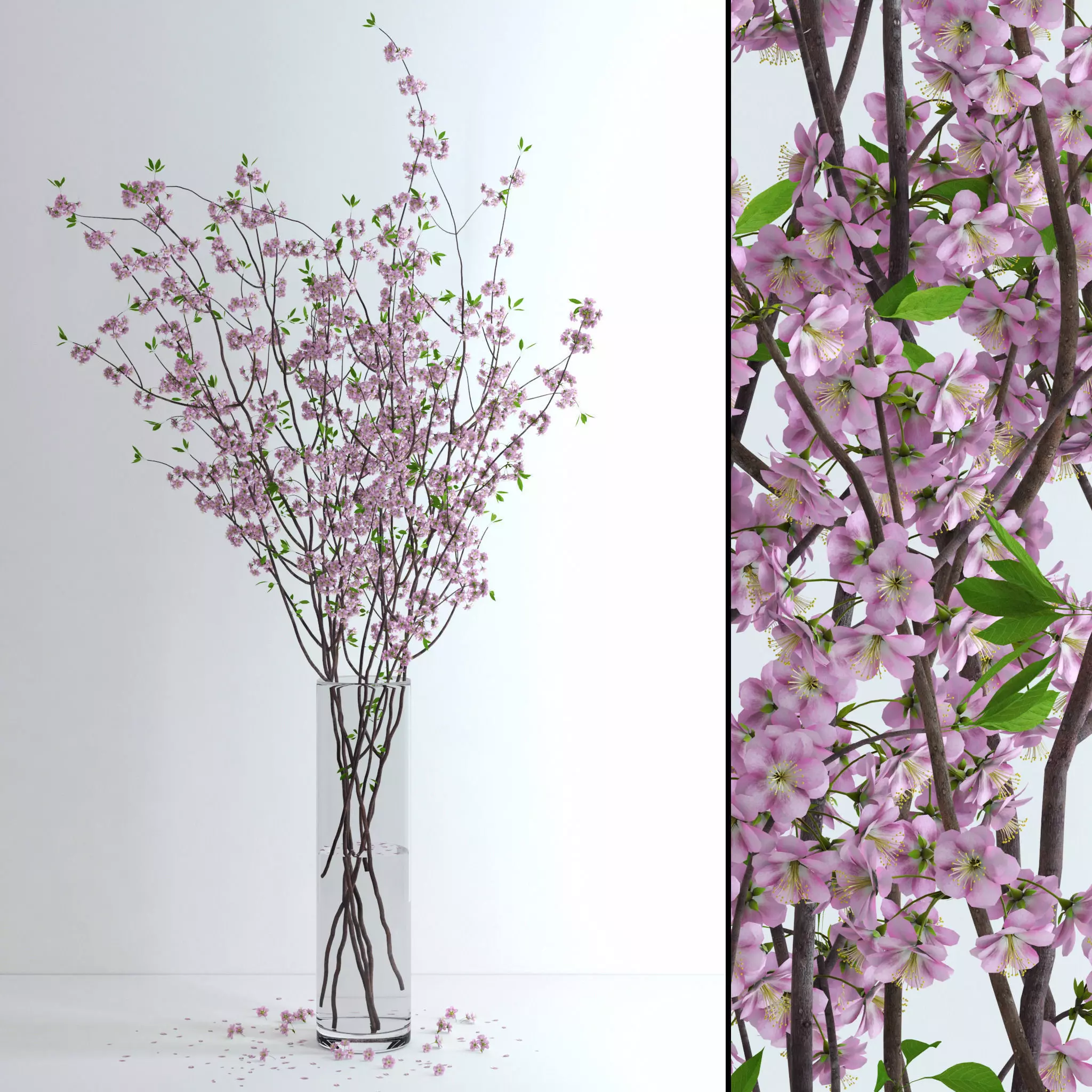 Cherry Blossom 3D model_0