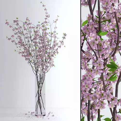 Cherry Blossom 3D model