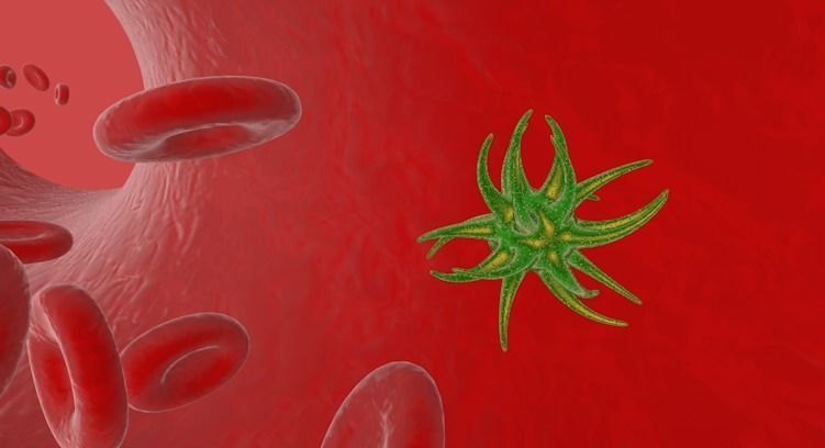 blood vessels anatomy 3D model_3