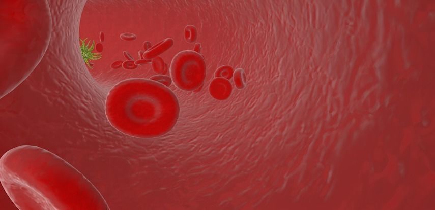 blood vessels anatomy 3D model_2