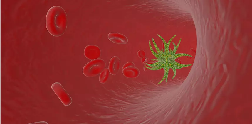 blood vessels anatomy 3D model_0