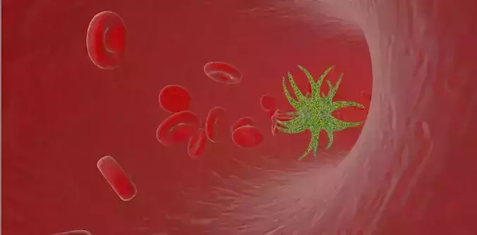 blood vessels anatomy 3D model