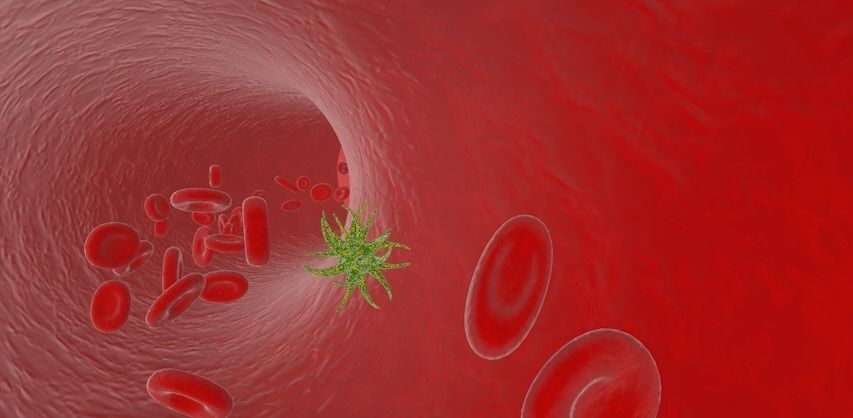 blood vessels anatomy 3D model_1