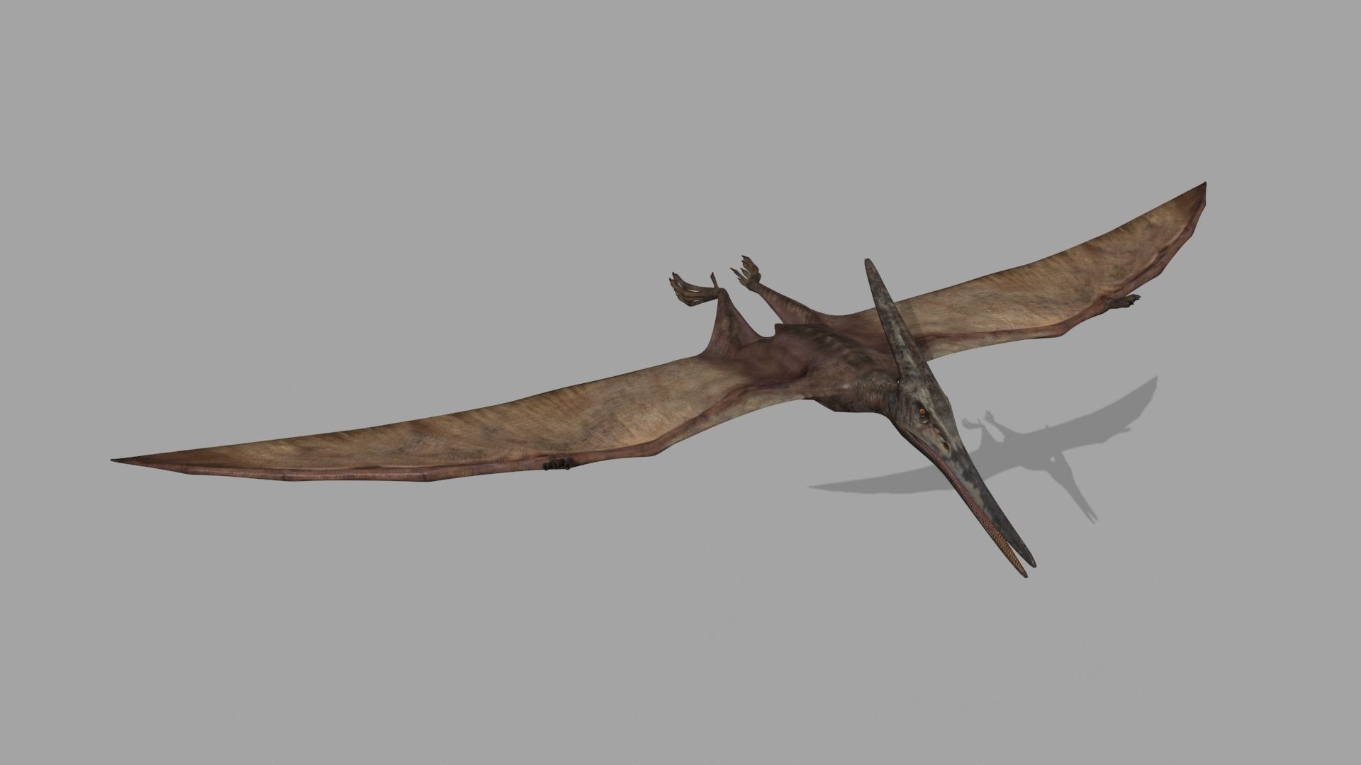 Pterosaur Forever 8K - 3d animated model 3D model_4