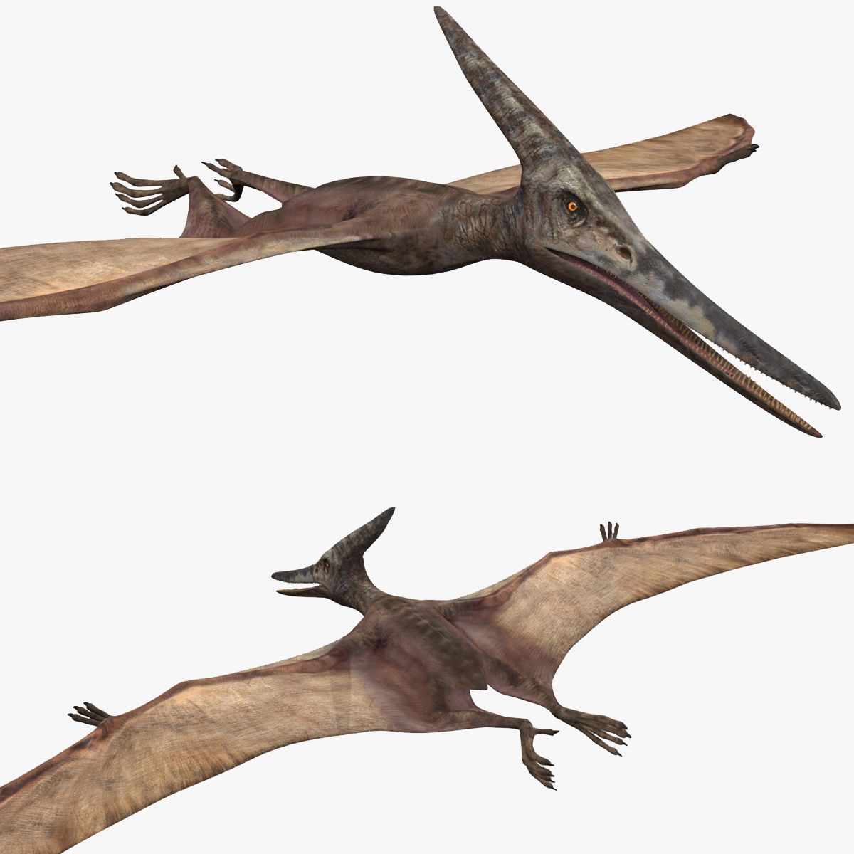 Pterosaur Forever 8K - 3d animated model 3D model_2