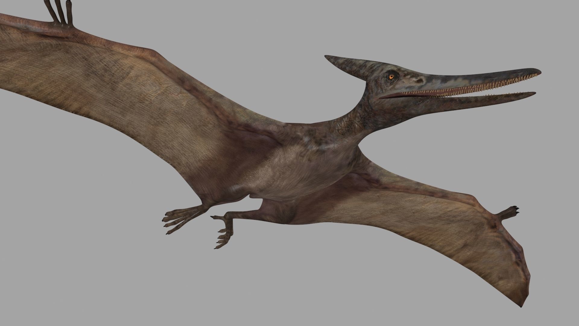 Pterosaur Forever 8K - 3d animated model 3D model_13