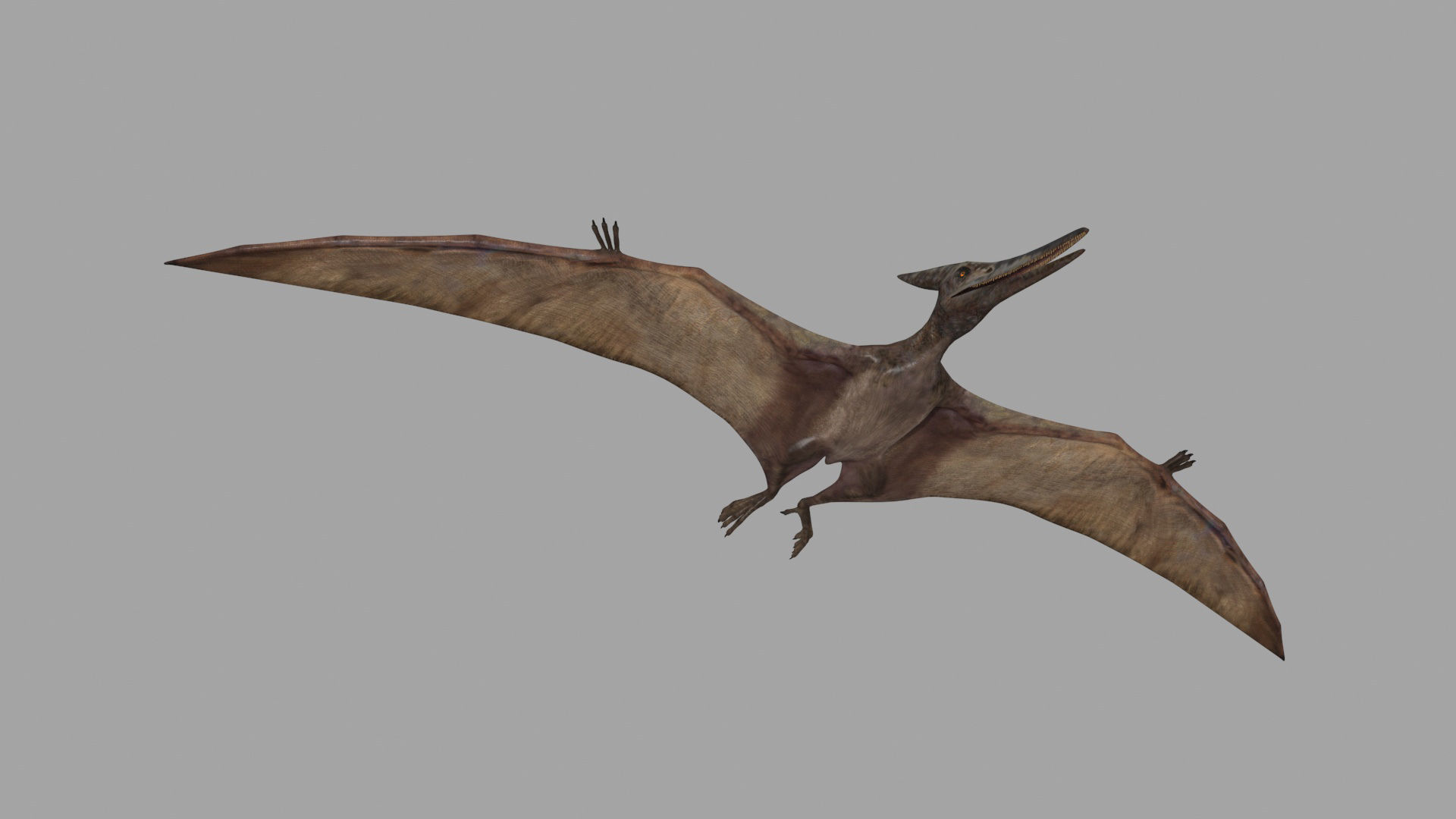 Pterosaur Forever 8K - 3d animated model 3D model_5