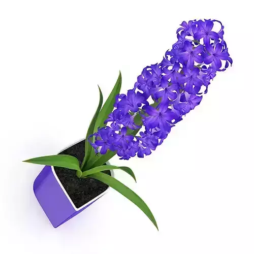 Purple Flower in Pot