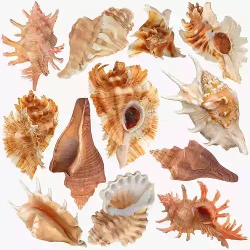 Sea Shells set 2 Low-poly 3D model