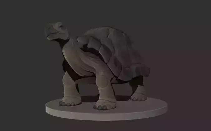 Tortoise 3D High Poly Model