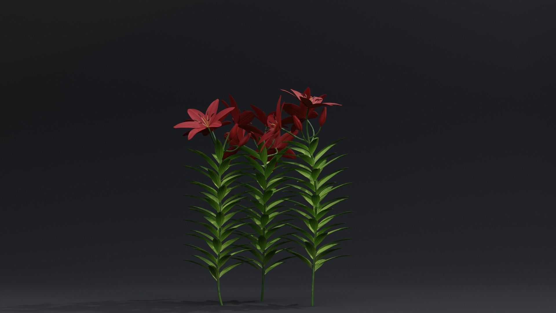 Lilium Lily Plant Low-poly 3D model_5