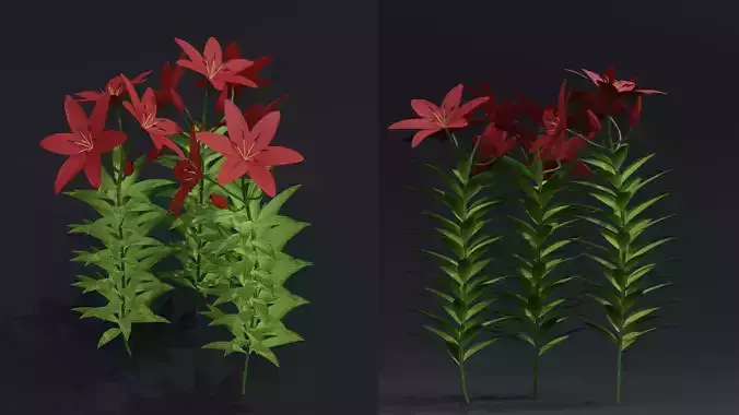 Lilium Lily Plant Low-poly 3D model