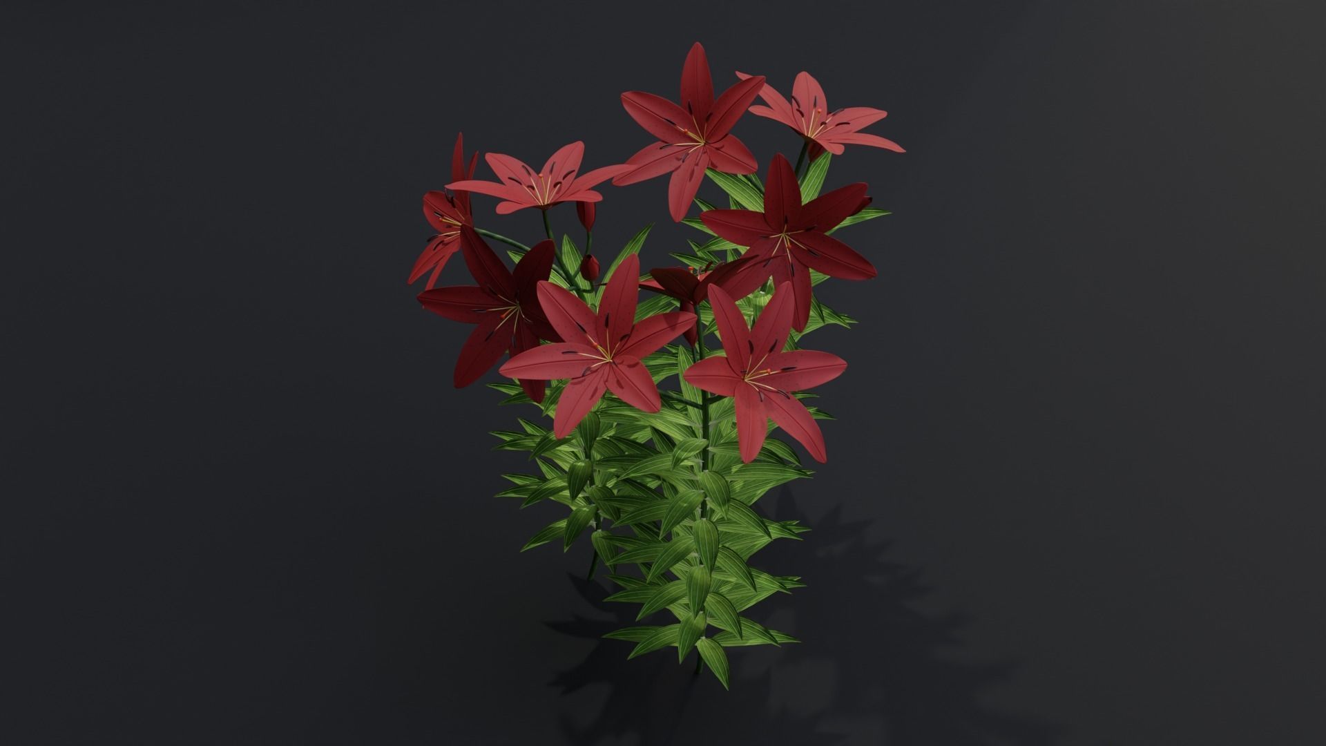 Lilium Lily Plant Low-poly 3D model_2