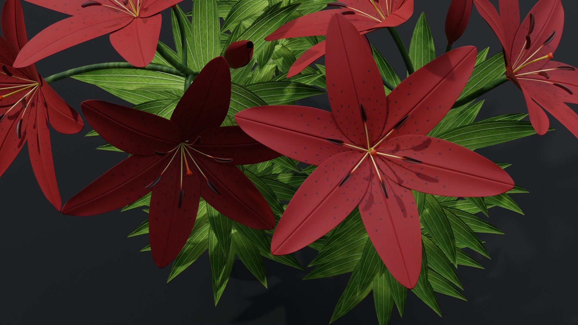 Lilium Lily Plant Low-poly 3D model_3