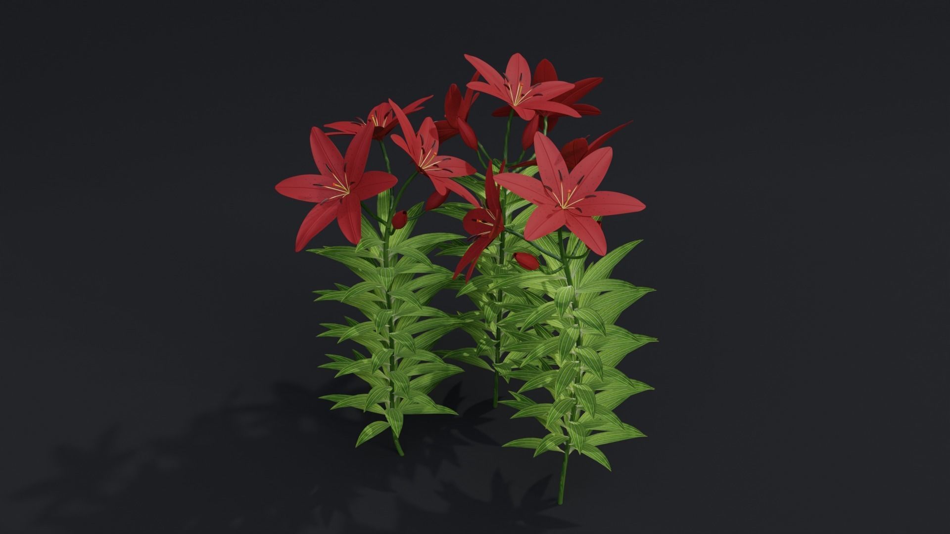 Lilium Lily Plant Low-poly 3D model_1
