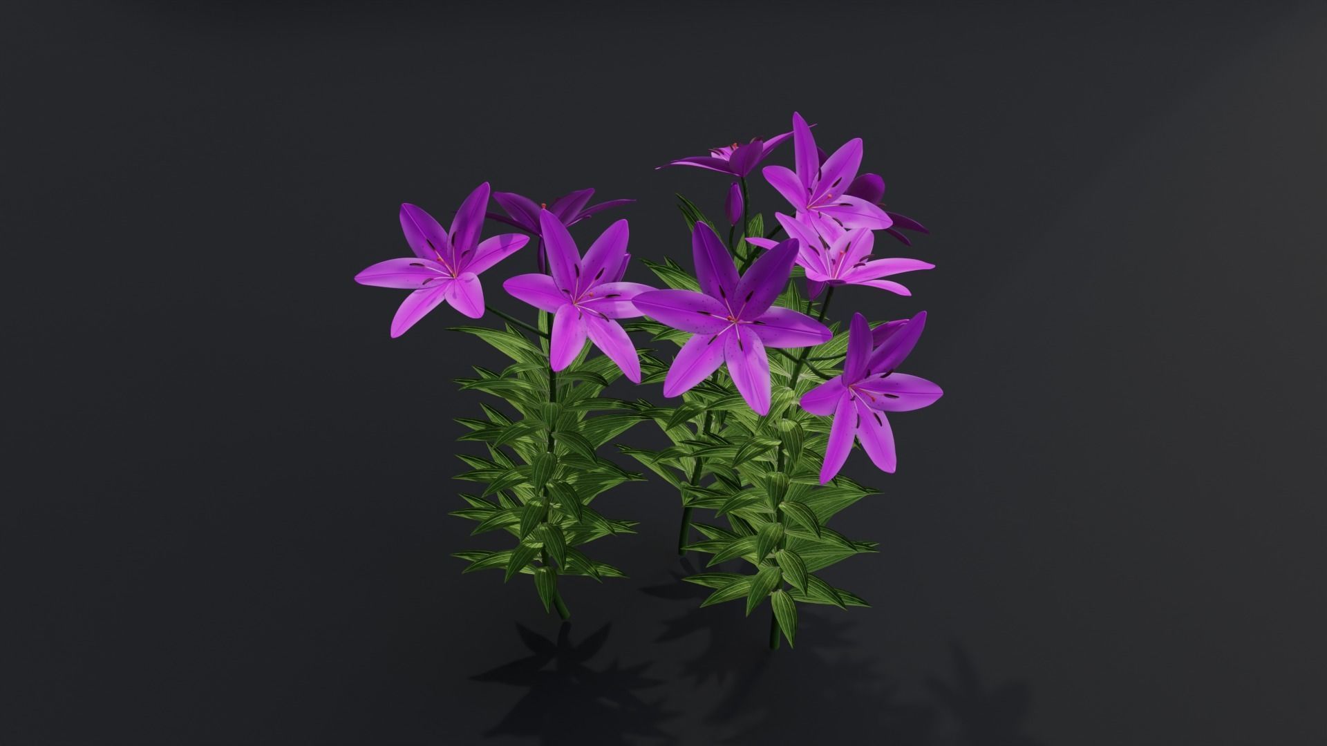 Lilium Lily Plant Low-poly 3D model_2