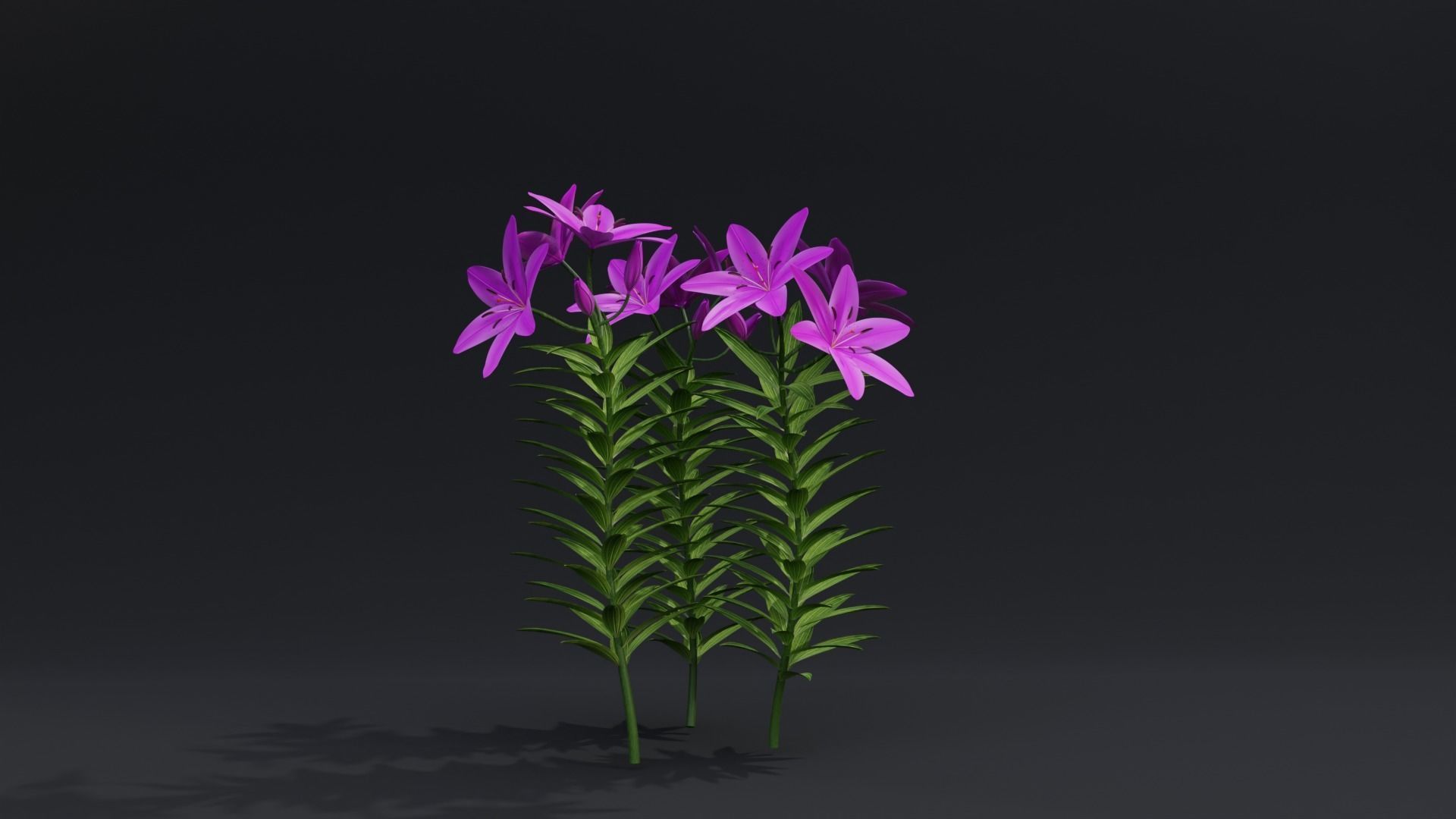 Lilium Lily Plant Low-poly 3D model_4