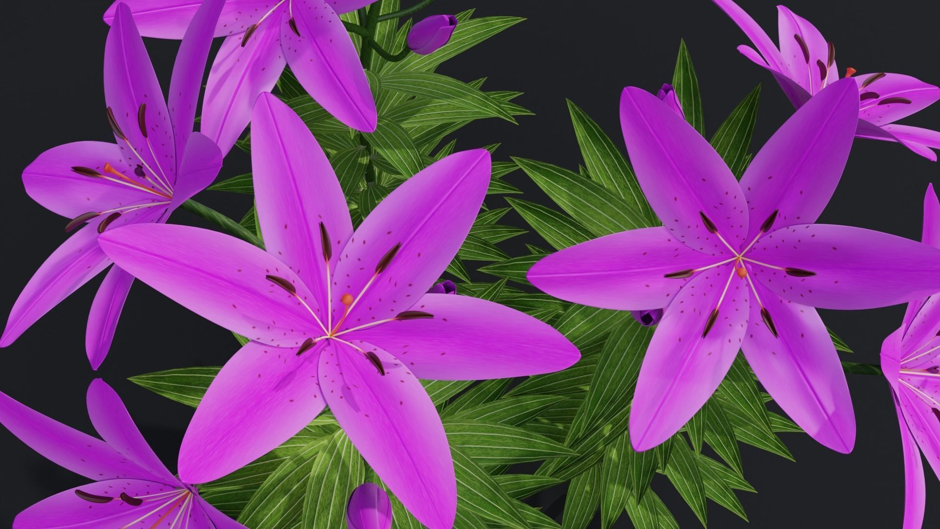 Lilium Lily Plant Low-poly 3D model_3