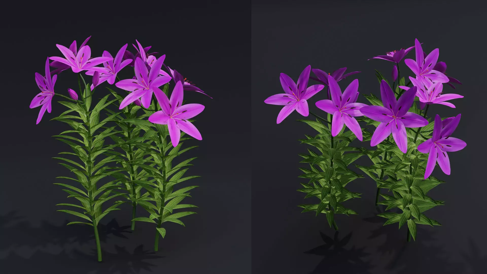 Lilium Lily Plant Low-poly 3D model_0