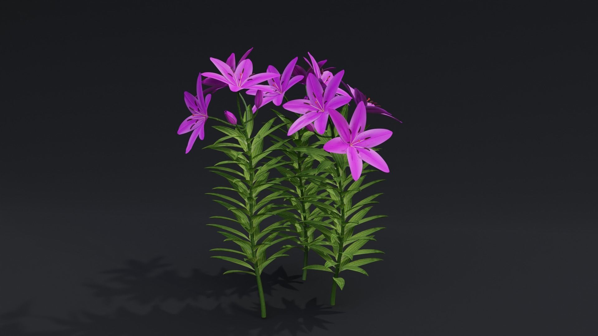 Lilium Lily Plant Low-poly 3D model_1