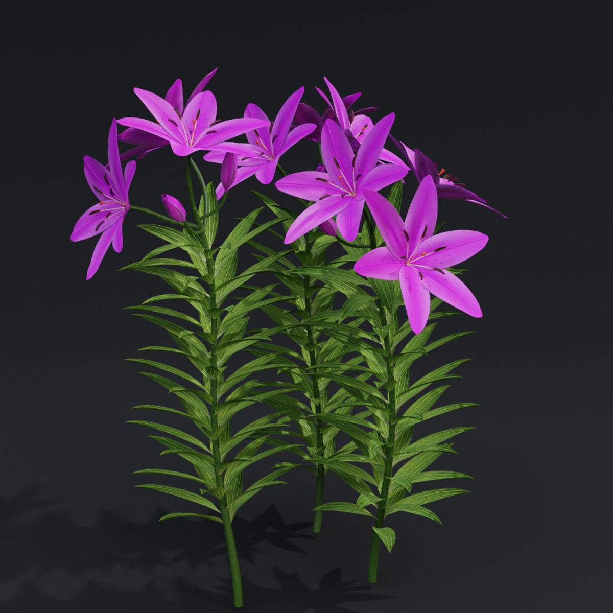 Lilium Lily Plant Low-poly 3D model_5
